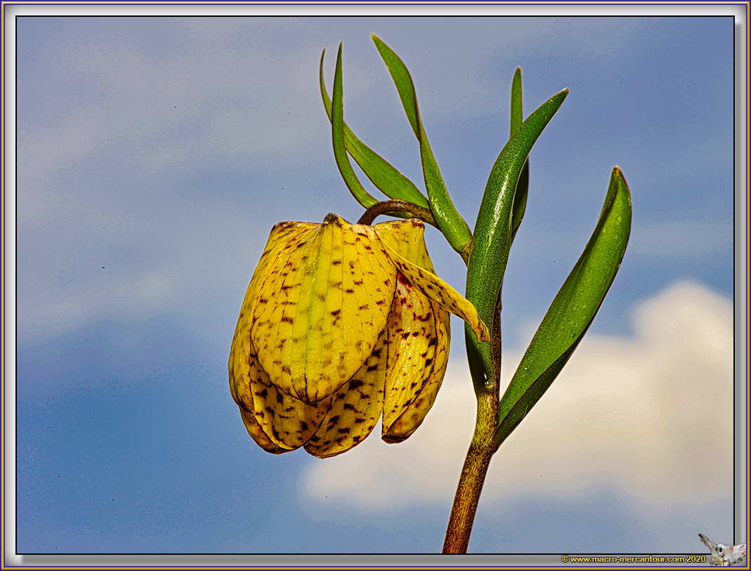 Fritillaire de Moggridge